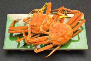 越前せいこがに 中 2杯セット 160g〜190g 越前せいこがに 中 2杯セット 160g〜190g