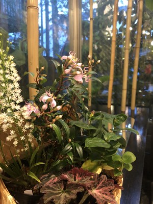 京花便り・山野草竹籠ギフト