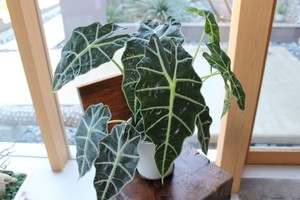 アロカシア アマゾニカ Lilii