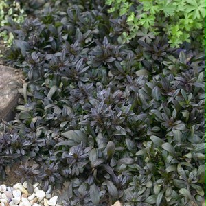 アジュガ チョコレートチップ Ajuga Tenorii Chocolate Chip 天空のバラ園 無農薬バラ苗 花 ハーブ産直販売