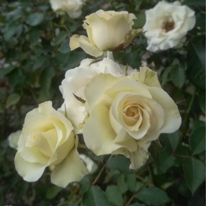 緑光 りょっこう Ryokkoh 21年度新苗予約 お届けは21年5月上旬以降 天空のバラ園 無農薬バラ 苗 花苗 クレマチス ハーブ産直販売