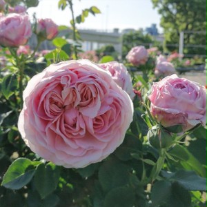 ライラック ローズ Lilac Rose 21年度新苗予約 お届けは21年5月上旬以降 天空のバラ園 無農薬バラ 苗 花苗 クレマチス ハーブ産直販売