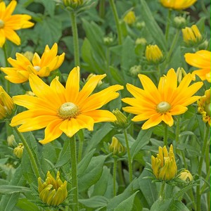 ルドベキア プレーリーサン Rudbeckia Hirta Prairie Sun 天空のバラ園 無農薬バラ苗 花 ハーブ産直販売