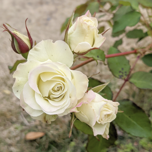 緑光 りょっこう Ryokkoh 21年度新苗予約 お届けは21年5月上旬以降 天空のバラ園 無農薬バラ 苗 花苗 クレマチス ハーブ産直販売