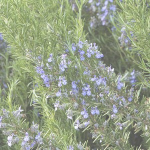 100 Pure Essential Water Rosmarinus Officinalis Tuscan Blue ローズマリートスカーナブルー エッセンシャルウォーター 100ml 月星日