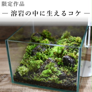 作品名 溶岩の中に生えるコケ 苔テラリウム 現物限定販売 苔テラリウム専門ショップ道草