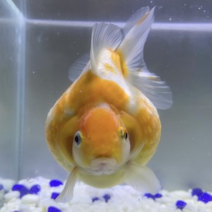 国産 金魚 当店19年産 ピンポンパール 上物 1匹 10 11センチ前後 さらさ 黄色系 自家産 Sakura Sarasa