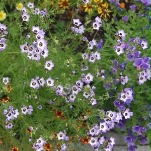 ギリア トリコロール Gilia Tricolor 天空のバラ園 無農薬バラ苗 花