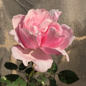 ヘルシューレン Verschuren 天空のバラ園 無農薬バラ苗 花苗 クレマチス ハーブ産直販売