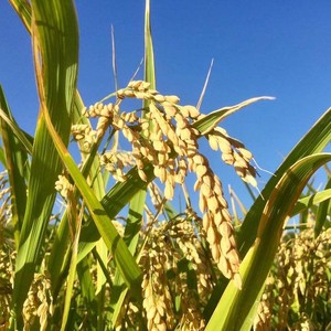 旭一号（うるち白米）5kg【菊池市産特産品・名産品 送料無料キャンペーン】