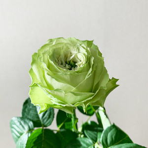 バラ 1本 八木バラ育種農園 よいはな Yoihana 最高品質のお花をお届けするネット通販