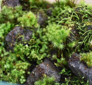 作品名 溶岩の中に生えるコケ 苔テラリウム 現物限定販売 苔テラリウム専門ショップ道草