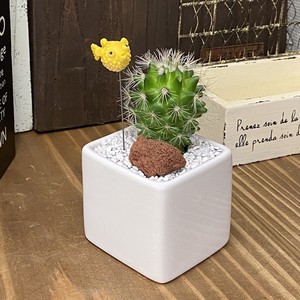受注生産品 ポット2種類 ハリセンボン サボテン Su 01harisenbon 観葉植物 夏 さぼてん カクタス インテリア グリーン ミニチュア かわいい 動物 フィギュア 三和ポチット