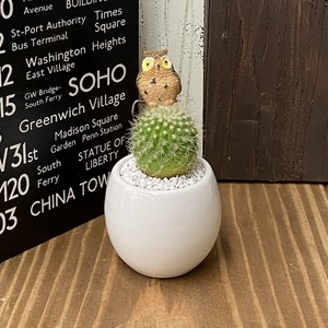受注生産品 ふくろう 丸サボテン 観葉植物 Sp Br さぼてん カクタス インテリア グリーン ミニチュア かわいい 動物 フィギュア 三和ポチット