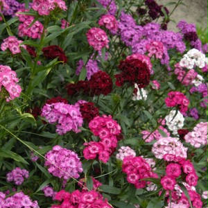 四季咲きアメリカナデシコ 美女ナデシコ Dianthus Barbatus 天空のバラ園 無農薬バラ苗 花苗 クレマチス ハーブ産直販売