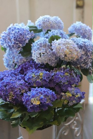 2020母の日おまかせ紫陽花