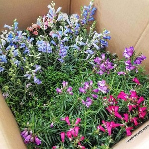 ラベンダー イングリッシュ系 ドワーフブルー Lavandula Angustifolia Dwarf Blue 天空のバラ園 無農薬バラ苗 花 ハーブ産直販売