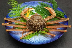 活越前かに 中 900g〜1.0kg 活越前かに 中 900g〜1.0kg