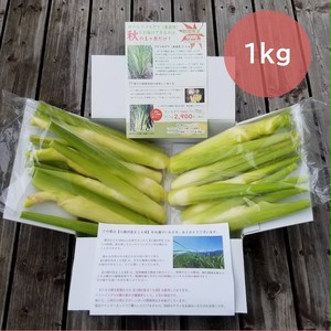 【販売終了】送料無料!【9月下旬~10月下旬頃限定】収穫直後の新鮮まこもだけ【1kg単位】 【販売終了】送料無料!【9月下旬~10月下旬頃限定】収穫直後の新鮮まこもだけ【1kg単位】