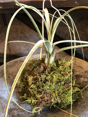 エアプランツの苔玉仕立