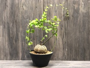 冬型コーデックス 亀甲竜 ディオスコレア エレファンティペス 送料税込 Irodorimidori Green Market
