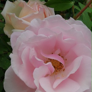 ヘルシューレン Verschuren 天空のバラ園 無農薬バラ苗 花苗 クレマチス ハーブ産直販売