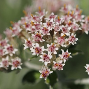 ヘリクリサム シルバーミスト Helichrysum Petiolare Minus Silver Mist 天空のバラ園 無農薬バラ苗 花苗 クレマチス ハーブ産直販売