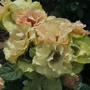 グリーンスリーヴス 天空のバラ園 無農薬バラ苗 花苗 クレマチス ハーブ産直販売