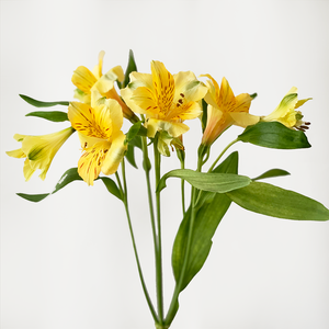 アルストロメリア 1本 よいはな Yoihana 最高品質のお花をお届けするネット通販