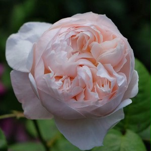 セント セシリア St Cecilia 21年度新苗予約 お届けは21年5月上旬以降 天空のバラ園 無農薬バラ 苗 花苗 クレマチス ハーブ産直販売