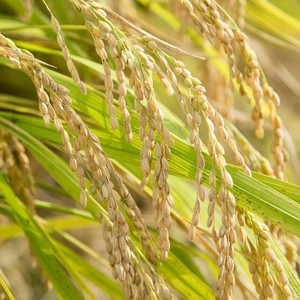 玄米5kg