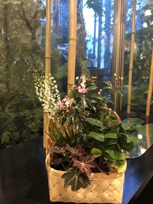 京花便り・山野草竹籠ギフト