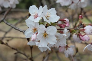さくら同窓会 さくら同窓会