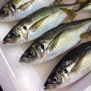 高級釣り鯵 アジ あじ 0 250gx2尾 計400g 500g 大サイズ 豊洲直送 鹿児島 長崎 大分等 鮮魚 アジ0 250gx2尾 冷蔵 Okawari 豊洲直送の高級海産物をお届け 高級釣り鯵 アジ あじ 0 250gx2尾 計400g 500g 大サイズ 豊洲直送 鹿児島 長崎 大分等 鮮魚 アジ0 250gx2尾 冷蔵 Okawari 豊洲直送の高級海産物をお届け