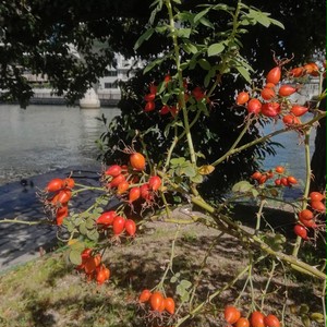 ロサ カニナ Rosa Canina 21年度新苗予約 お届けは21年5月上旬以降 天空のバラ園 無農薬バラ苗 花苗 クレマチス ハーブ産直販売