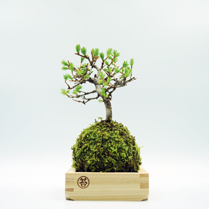 カラマツ２合枡