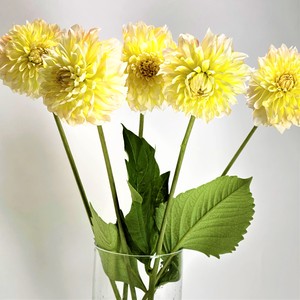 ダリア オレンジシャーベット５本 よいはな Yoihana 最高品質のお花をお届けするネット通販