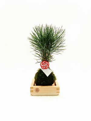 お祝い用水引付き 黒松 2合枡