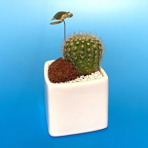 受注生産品 ポット2種類 ウミガメ サボテン Su 01umigame 観葉植物 亀 夏 さぼてん カクタス インテリア グリーン ミニチュア かわいい 動物 フィギュア 三和ポチット