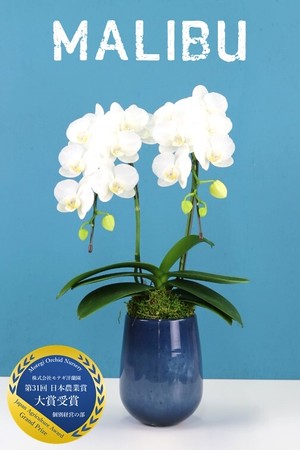 胡蝶蘭 ギフト お祝い 就任祝い マリブ 2本立 ブルーフラワーベース おしゃれ 誕生日 開店 祝い 引っ越し モテギ洋蘭園