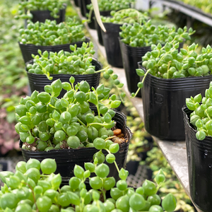 ３６ グリーンネックレス Ina工藝 Inakougei 観葉植物 多肉 園芸雑貨