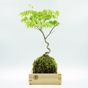 有明紅葉２合枡