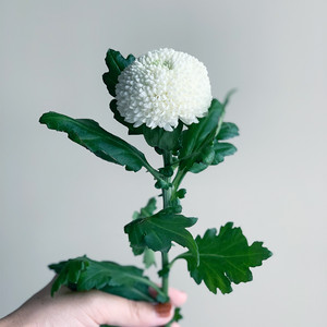 ピンポンマムmix 1対 お彼岸セット よいはな Yoihana 最高品質のお花をお届けするネット通販