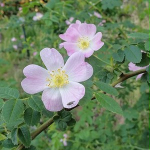 ロサ カニナ Rosa Canina 天空のバラ園 無農薬バラ苗 花苗 クレマチス ハーブ産直販売