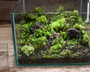 作品名 溶岩の中に生えるコケ 苔テラリウム 現物限定販売 苔テラリウム専門ショップ道草