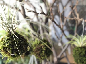 エアプランツの苔玉仕立