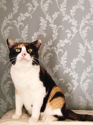 「うちの猫ブローチ」 「うちの猫ブローチ」