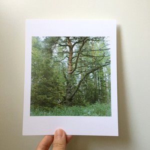 「木登り」大きいpostcard