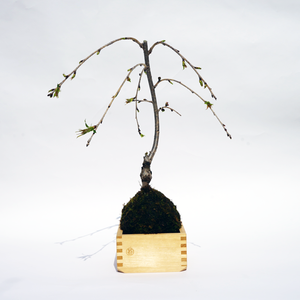 八重枝垂桜５合枡