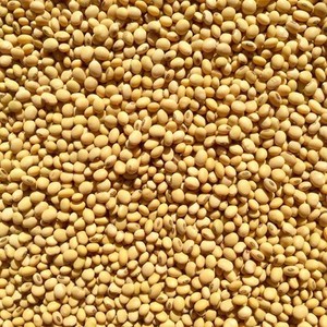 手前味噌セット【菊池市産特産品・名産品 送料無料キャンペーン】